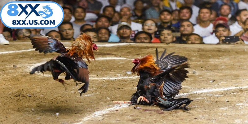 Cách chấp tiền gà chọi là hành động thỏa thuận giữa 2 người chơi