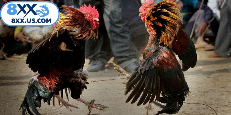 Cựa được biết đến là vũ khí cực kỳ nguy hiểm trong đá gà