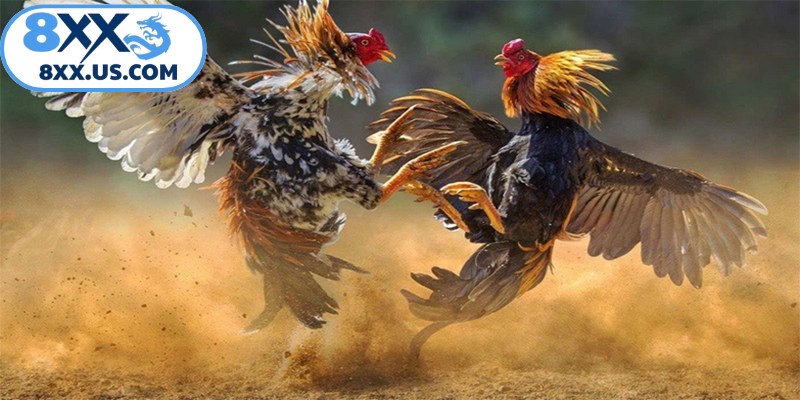 Hãy lựa chọn thời điểm thích hợp để thực hiện chấp tiền gà đá