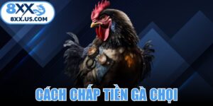 Cách Chấp Tiền Gà Chọi