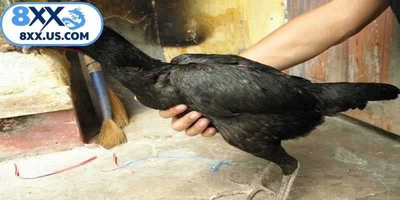 Cách đúc gà đá giúp đảm bảo yếu tố di truyền từ gà bố mẹ