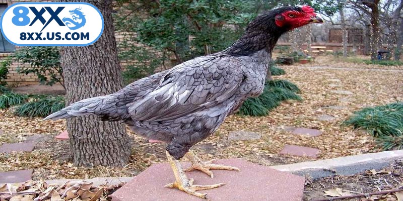 Phối giống nên thực hiện vào thời điểm gà bố mẹ sung sức