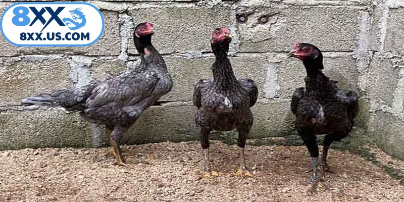 Anh em nên chú ý tránh phối giống gà đá cận huyết