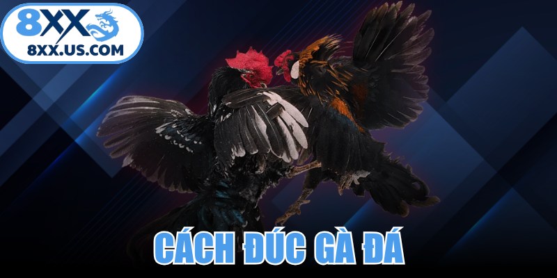 Cách Đúc Gà Đá