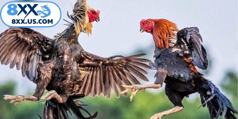 Thuật ngữ trong đá gà là các cụm từ chuyên dụng trong chọi kê