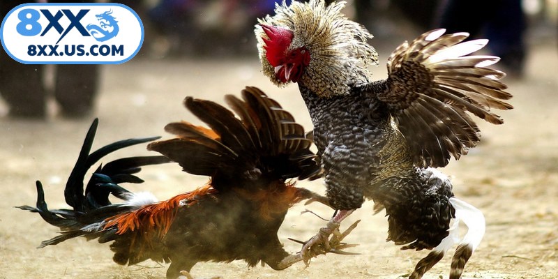 Hiểu rõ thuật ngữ giúp hạn chế hiểu lầm khi theo dõi trận đấu