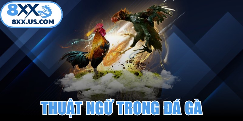 Thuật Ngữ Trong Đá Gà